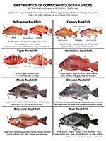 Odfw Marine Resources Rockfish Recompression Know Your Fish