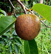 Image result for Annonaceae