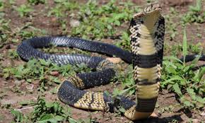 That's where the local conservationist studies the habitat and behavior of reptiles and amphibians native to south georgia. Venomous Cobra Missing In Texas After Escaping From Owner S House Texas The Guardian