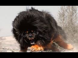 World S Top 10 Most Dangerous Dog Breeds Large Dog Breeds Dangerous Dogs Dog Breeds