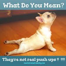 How To Train A Dream Dog Are They Not Real Push Ups Funny Puppy Memes Puppies Funny Dog Training