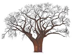 Comment Dessiner Un Arbre Etape Par Etape Dessindigo Comment Dessiner Un Arbre Dessin Arbre Coloriage Arbre