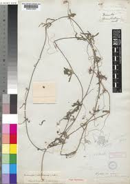 Image result for Coccinia adoensis