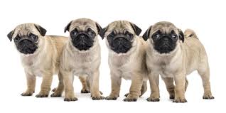 Pugs are very easy to train, though they can be stubborn at times. 1 Pug Puppies For Sale In Portland Or Uptown Puppies