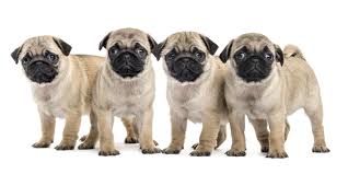 If you are unable to find your pug puppy in our puppy for sale or dog for sale sections, please consider looking thru thousands of pug dogs for adoption. 1 Pug Puppies For Sale In San Francisco Ca Uptown