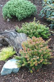 Image result for Vaccinium madagascariense