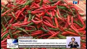 Norehan kassim 42, yang berasal dari sungai kepar, simpang empat. Tanaman Cili Mampu Peroleh Pendapatan Sehingga Rm20 Ribu Semusim 26 Sept 2017 Youtube