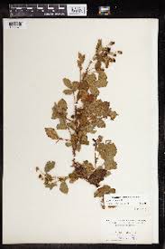 Image result for Rubus kirungensis