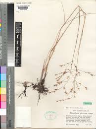 Image result for Alloeochaete oreogena