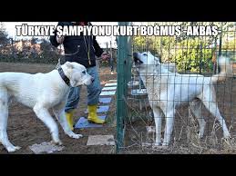 Turkiye Sampiyonu Kurt Bogan Akbas Coban Kopegi Kangal Alabai Malakli Anadolu Coban Kopegi