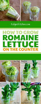 Growing Romaine Lettuce On The Counter Is Another Fun Experiment Growing Food From Scraps That W Romaine Lettuce Growing Regrow Romaine Lettuce Growing Lettuce