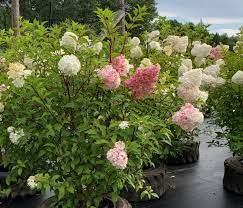 Jun 07, 2021 · how to grow strawberry vanilla hydrangea. Hydrangea Vanilla Strawberry Birchfield Nurseries