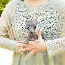 Health certificate with all puppies. Her Name Is Belle She Is Mini Italian Greyhound Rarepuppers