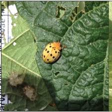 The mexican bean beetle (epilachna varivestis) is a species of lady beetle that can be an agricultural pest. Pdf Natural History Ecology And Management Of The Mexican Bean Beetle Coleoptera Coccinellidae In The United States