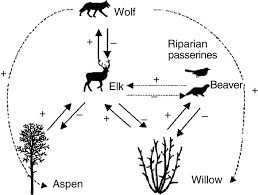 Maybe you would like to learn more about one of these? Human Activity Mediates A Trophic Cascade Caused By Wolves Hebblewhite 2005 Ecology Wiley Online Library