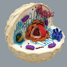 We did not find results for: 3d Model Cell