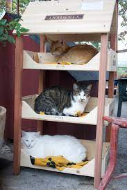 Pin Di Cats