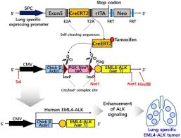 Tamoxifen is a drug used for palliative treatment of breast cancer patients and has an outstanding in other words, tamoxifen is expected to have a synergistic effect on dmd patients, due to its dual. Establishment Of A Conditional Transgenic Mouse Model Recapitulating Eml4 Alk Positive Human Non Small Cell Lung Cancer Sciencedirect
