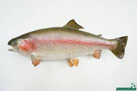 Jahrhunderts in england als speisefisch gezüchtet wurde. Regenbogenforelle Hofinger Tierpraparator