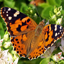 10 Schmetterlingsraupen Und Was Daraus Wird Schmetterlingsraupen Schmetterlingsarten Schmetterling