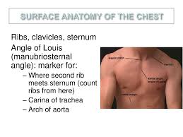 Surface anatomy deals with anatomical features that can be studied by sight, without dissection. Ppt Pemeriksaan Thorax Powerpoint Presentation Free Download Id 346746