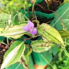 Image result for Tinnea galpinii