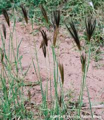 Image result for Chloris