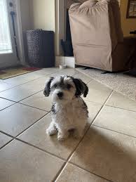 We did not find results for: Morkie Puppies For Sale Milton Fl 359205 Petzlover