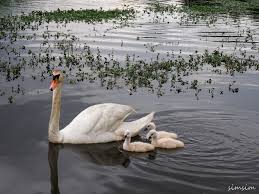 ゆるバーダーののんびり野鳥撮影 Let's go birding