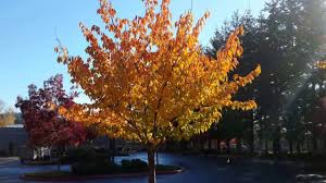 Make sure you know whether your tree is self pollinating or whether it needs a 'mate'. Kwanzan Flowering Cherry Prunus Serrulata Kwanzan Fall Color Youtube