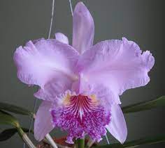 Cattleya Lueddemanniana Arthur Chadwick Orchid Board Most Complete Orchid Forum On The Web Cattleya Orchids Beautiful Orchids