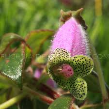 Image result for Kohleria