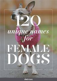 These Dog Names Promise You Ll Never Have Anyone But Your Dog Come Running At The Park Girl Dog Names Female Dog Names Puppies Names Female