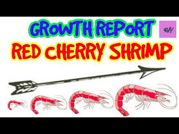 The Life Cycle Of The Shrimp How Fast Do Baby Rcs Grow
