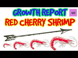 the life cycle of the shrimp how fast do baby rcs grow