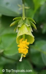 Image result for Pavonia burchellii