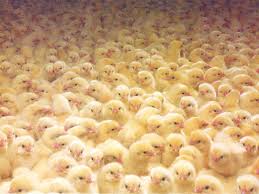 Image result for healthy chicks in poultry