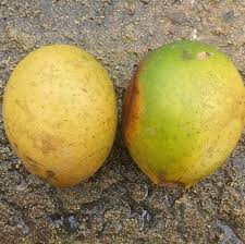 Image result for Picralima nitida