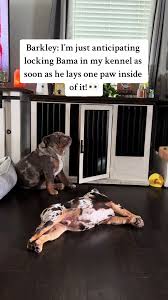 Barkley and Bam: Hilarious Bulldog Shenanigans