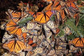 Pin En Colorful Mexico