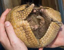 Armadillos A Cute A Day Armadillo Pet Supplies Pets