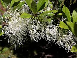Image result for Chionanthus niloticus