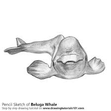 Get up to 50% off! Beluga Whale Pencil Drawing How To Sketch Beluga Whale Using Pencils Drawingtutorials101 Com
