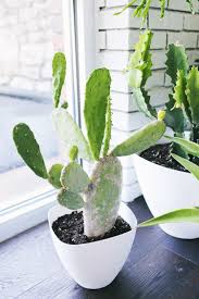 Caring for this plant can be a bit tricky as you need to take care not to overwater or underwater it. Five Easy To Care For Houseplants A Beautiful Mess Cactus Plants Plants Cactus House Plants