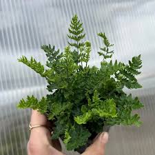Image result for Cheilanthes