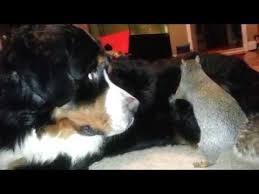 Need a Squirrel Dog? These Are the Best Squirrel Hunting Breeds - K9 Web