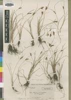 Image result for Pycreus africanus