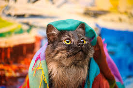 Spaying a rescued pregnant cat can help contain the overpopulation problem. St Louis County Spay Neuter Voucher Program