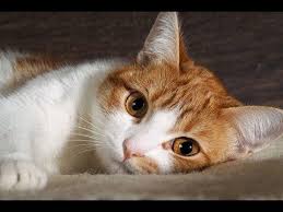 うちの猫が亡くなって2時間位して父が帰ってきてた ありがとな って顔を撫でたら 子猫 猫 猫 ふわふわ