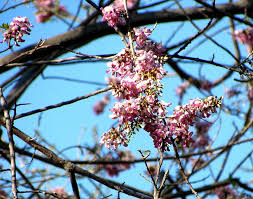 Image result for Millettia dura